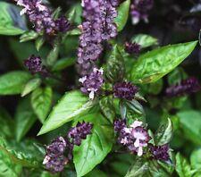 Cinnamon Basil Seeds | Heirloom | Non-GMO | Fresh Herb Seeds