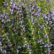 Rosemary Seeds | Non-GMO | Herb Seeds | Seed Store | Free Shipping | 1163