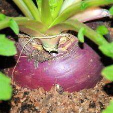 Rutabaga Seeds  | Laurentian | NON-GMO | Heirloom | Fresh Garden Seeds