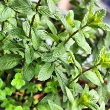 Peppermint Seeds | Non-GMO | Herb Seeds | Seed Store | Free Shipping | 1169