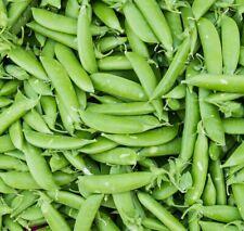 Sugar Snap Pea Seeds | Non-GMO | Heirloom | Fresh Garden Seeds