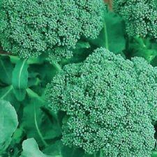 Broccoli Seeds  | NON-GMO | Heirloom | Fresh Garden Seeds