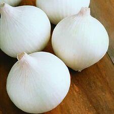 White Sweet Spanish Onion Seeds | 200 - 20,000 Seeds | Non-GMO | Seed Store 1068