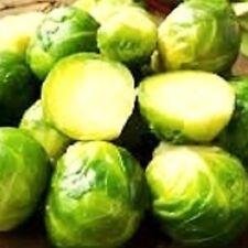 Long Island Brussels Sprouts Seeds | NON-GMO | Heirloom | Fresh Garden Seeds