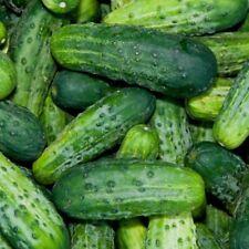 Bush Pickle Cucumber Seeds (F1 Hybrid) | 15 - 1,500 Seeds | Non-GMO | 1066