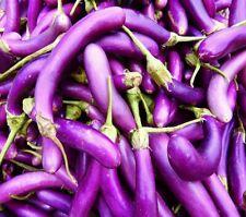 Long Purple Eggplant Seeds | Heirloom | Non-GMO | Fresh Garden Seeds