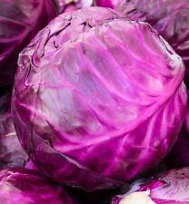 Red Acre Cabbage Seeds | Non-GMO | Heirloom | Fresh Garden Seeds