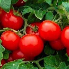 Cherry Tomato Seeds Large | NON-GMO |  Heirloom | Fresh Vegetable Seeds