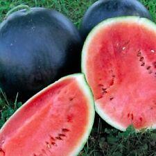 Black Diamond Watermelon Seeds | NON-GMO | Heirloom | Fresh Garden Seeds