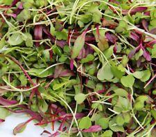 Spicy Salad Microgreen Seeds - Non GMO Heirloom High Germination - Fast Shipping